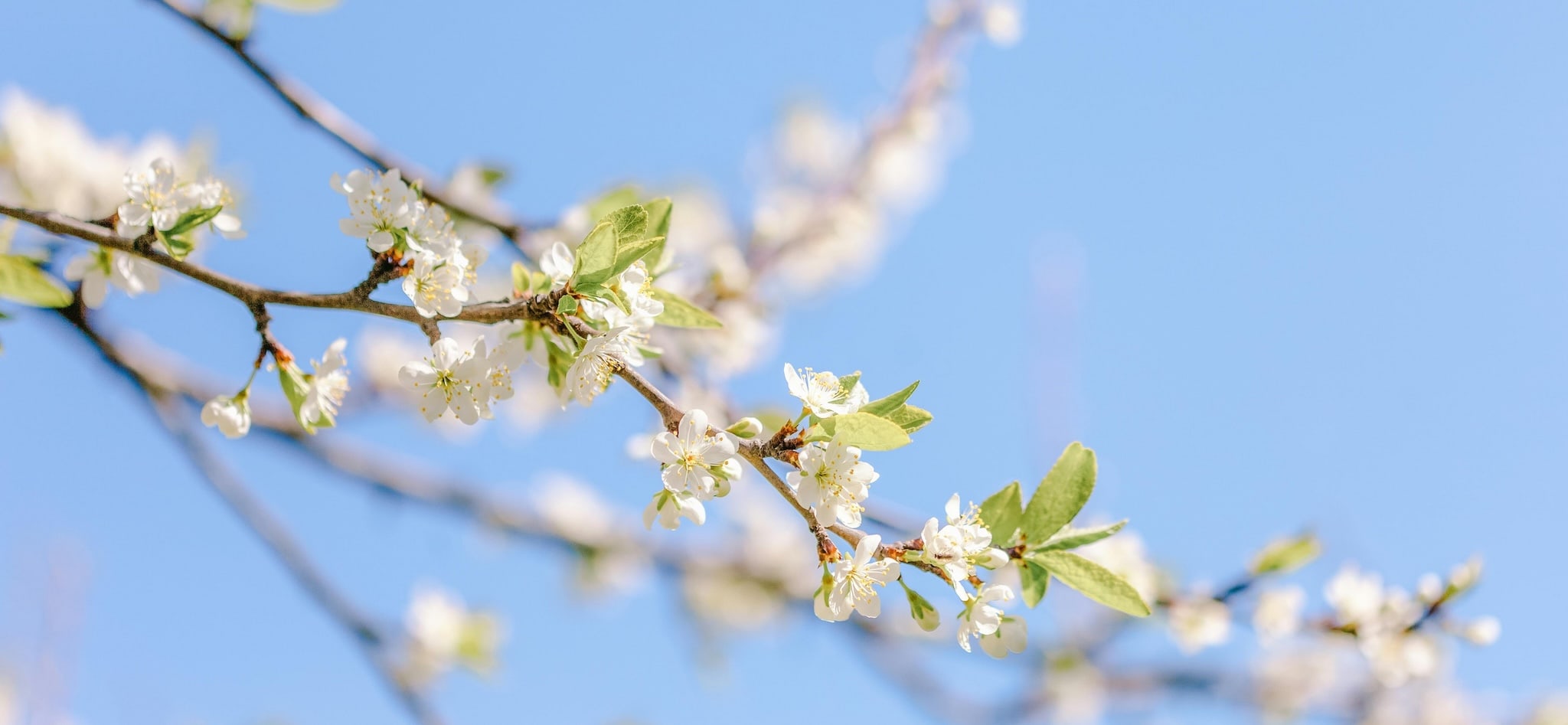Kinesiologische Balance