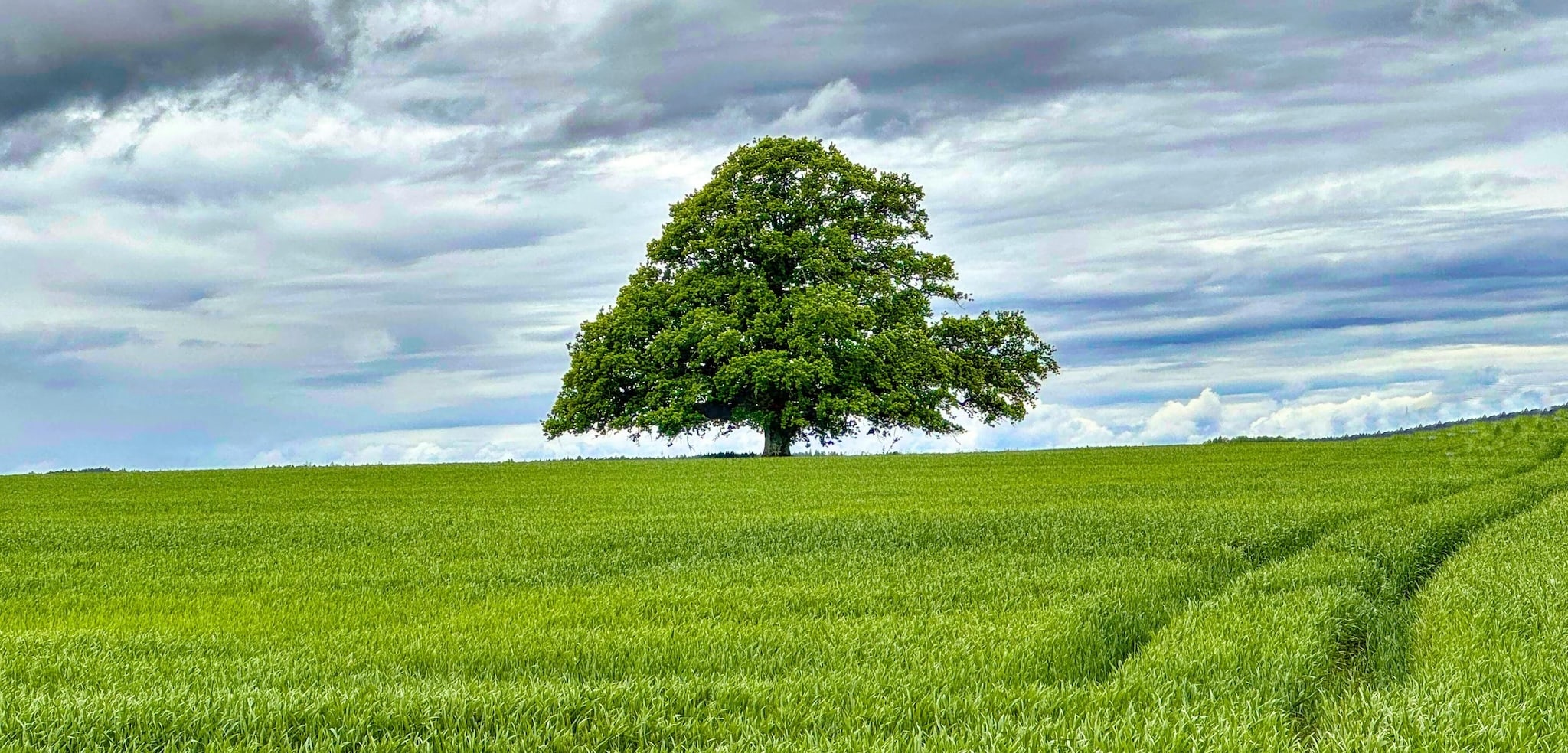 Kinesiologie-Praxis Mag. Alexandra Tobar